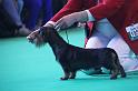 Crufts_dachshunds 179